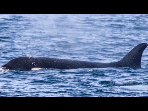 Pod of killer whales spotted off coast of San Diego
