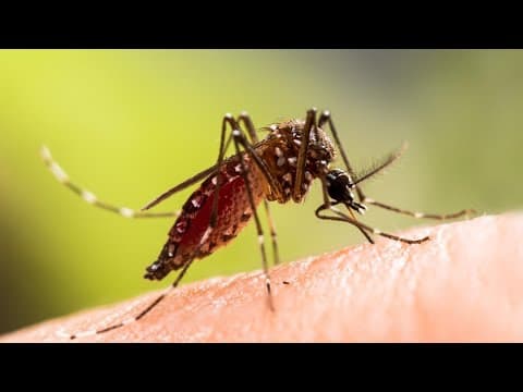 Sentinel chickens test positive for West Nile virus, Hernando County says