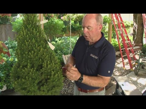 Home & Garden with Pat Sullivan: Answering viewer questions