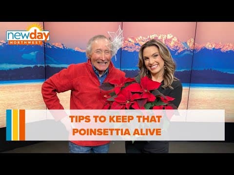 Tips to keep that poinsettia alive - New Day NW