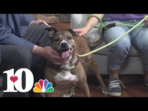 Meet the Pet of the Week: Breanna