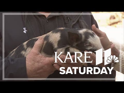 Saints ball pig Mud Grant stops by KARE 11 Saturday