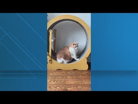 Chubby Canadian cat goes viral for weight loss journey