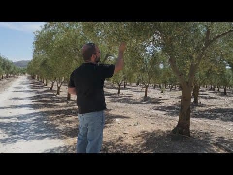 Pricing of olive oil is on the rise | ECO9