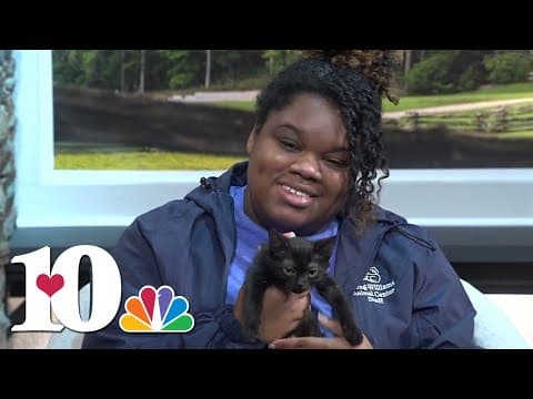 Meet our Pet of the Week: Mistletoe