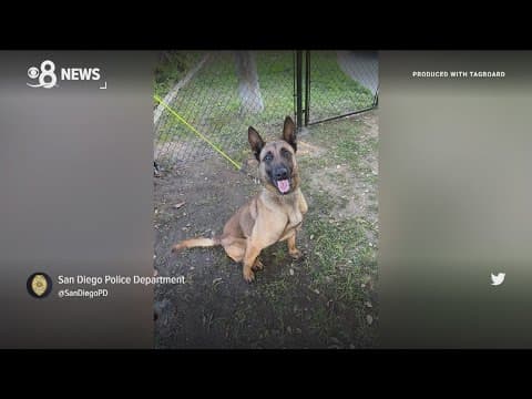 SDPD police chief discusses loss of K9 and the importance of police dogs