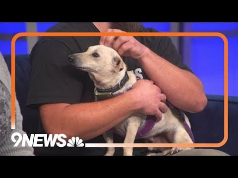 Found on the streets of Tijuana, Milo looks for forever home in Colorado