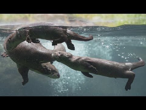 Otter pup at Woodland Park Zoo dies in accident