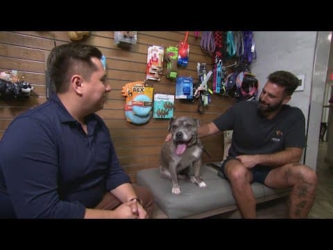 How to keep our pets happy and safe during the 4th of July