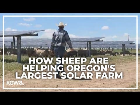 How Oregon's largest solar farm is benefiting from sheep herding
