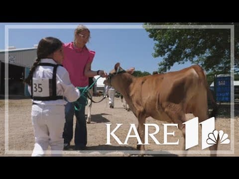 As infections rise, Minnesota implements testing requirements for dairy cows ahead of county fairs