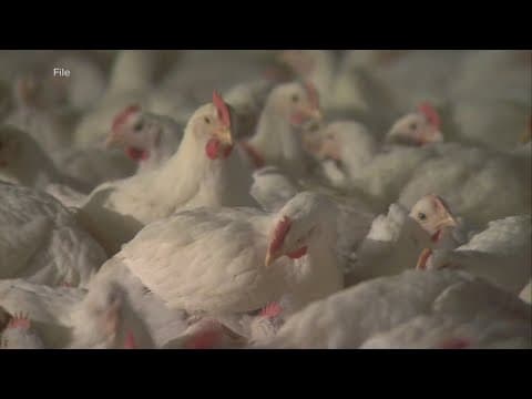 Bird Flu cases reported in humans