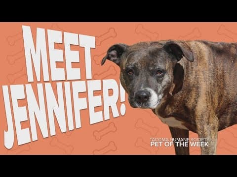 Pet Rescue of the Week: Jennifer
