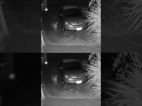 3 cougars spotted on doorbell cam in Oregon coast