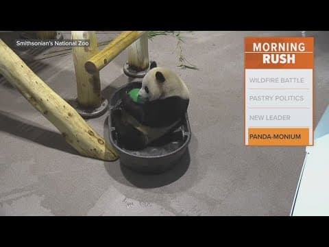 Smithsonian's National Zoo welcoming back two pandas