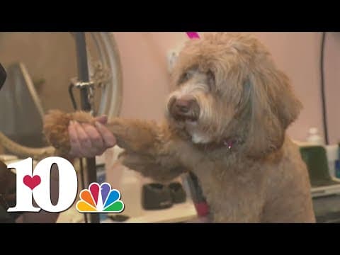 Protecting your pets from extreme summer heat