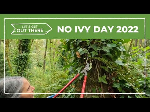 Volunteers remove invasive English ivy from parks, natural areas across Portland