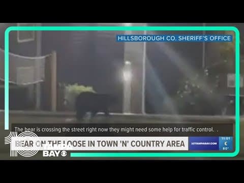 Bear on the loose in Town 'N' Country area