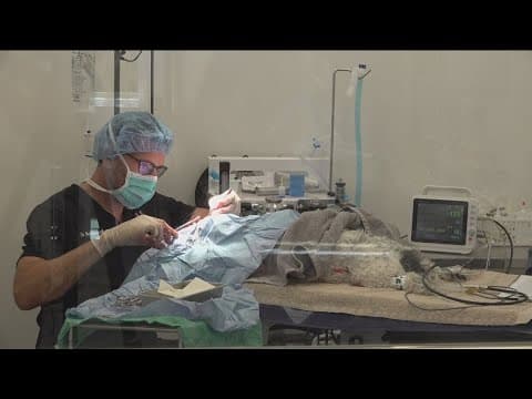 Frosted Faces Foundation opens new vet clinic in Ramona