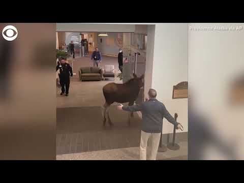 Moose wanders into medical building in Alaska looking for a snack