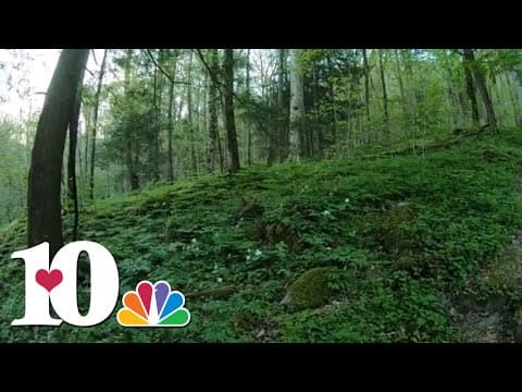 A hike on Cove Hardwood Nature Trail in the Great Smoky Mountains | 10Explores