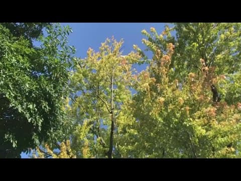 Unseasonably warm start to October delays fall colors