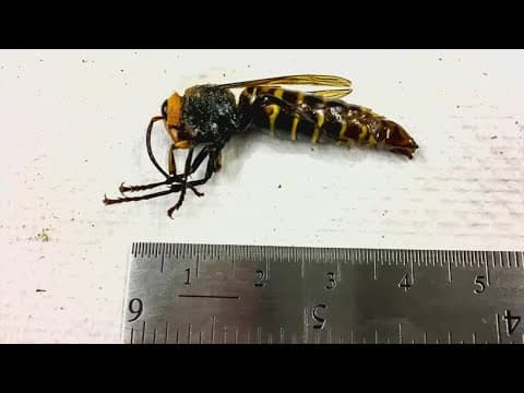 Murder hornets declared eradicated from U.S.