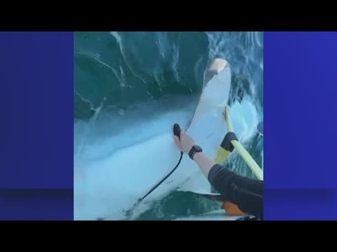 11-foot great white shark takes unusual trip around Florida's Gulf coast
