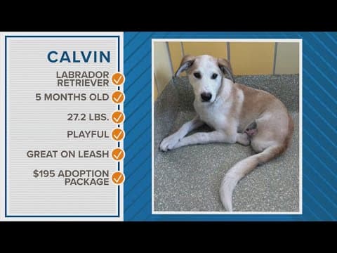 Pawfect Match: Meet Calvin, a loveable tri-paw!