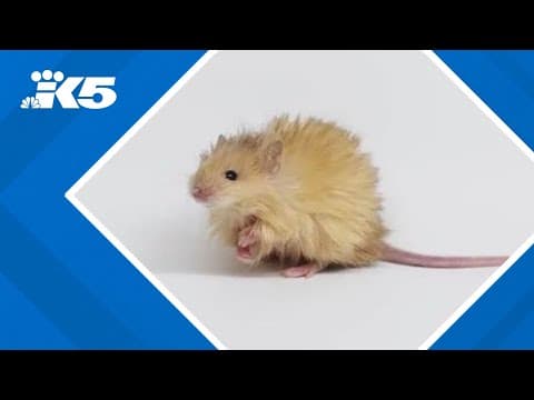 "Wooly mouse" shares genetic traits with wooly mammoth