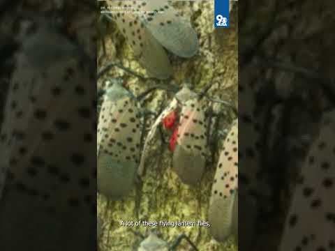 Why spotted Lanternflies are appearing on weather radars