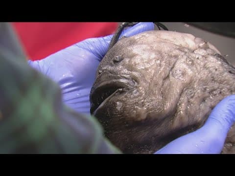 Rare deep sea fish washes ashore in Carlsbad