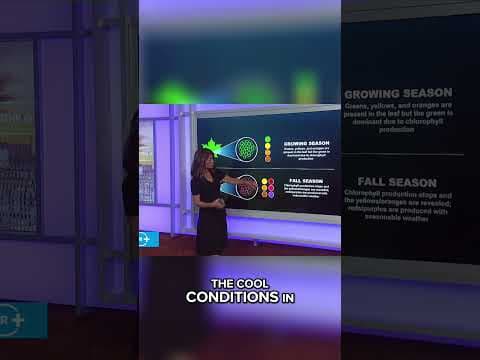 Fall Colors: Why Leaves Change and what to expect in Indiana this season