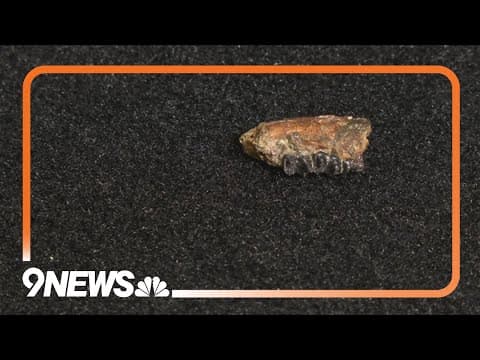 Paleontologists discover rare new fossil in western Colorado
