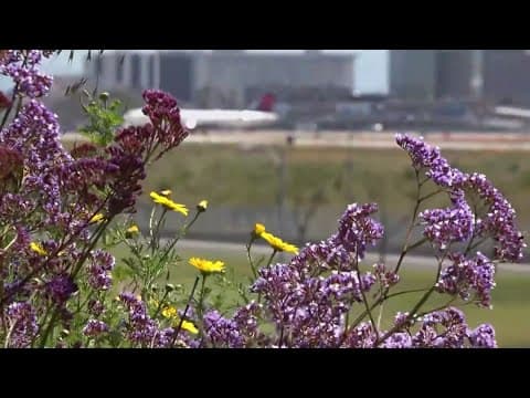 California Superbloom is a big sign of spring