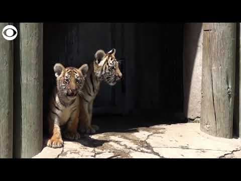 Tiger cubs play in their enclosure at a Mexico zoo