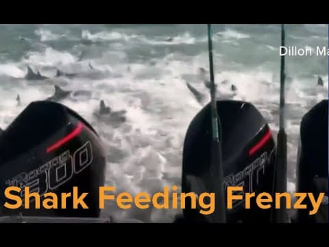 Shark feeding frenzy off Louisiana coast caught on video