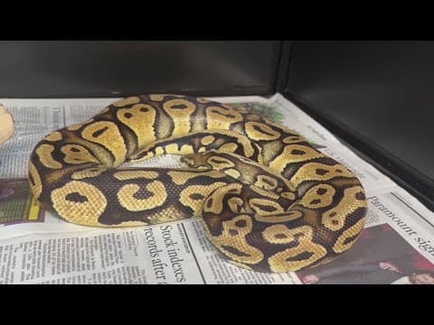 Family’s pet python found at In-N-Out drive-thru nearly 50 miles away