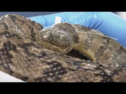 University of Michigan acquires tens of thousands of reptile and amphibian specimens