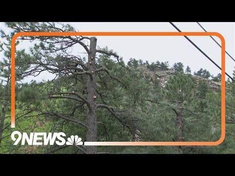 Xcel Energy's fire mitigation efforts may be having opposite effect, experts say