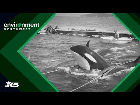The race to save our orcas: How the Southern Resident population reached an alarming low point