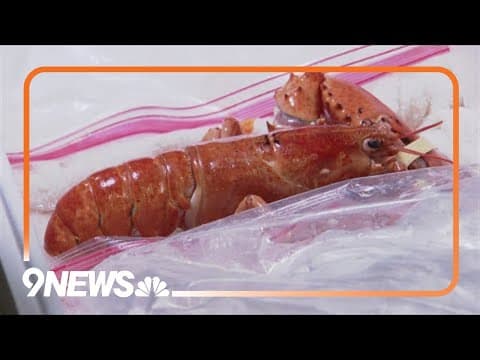 Rare orange lobster saved from Red Lobster restaurant in Colorado