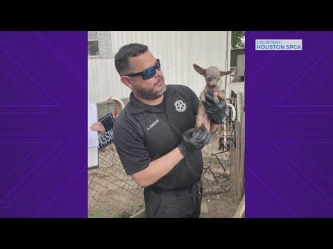 17 total dogs rescued from inside 'filthy' trailer on Channelview property