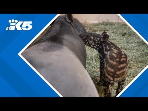 Name, gender of Malayan tapir calf born at Point Defiance Zoo revealed