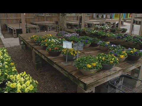 Pat Sullivan's tips on planting flowers for this upcoming spring season
