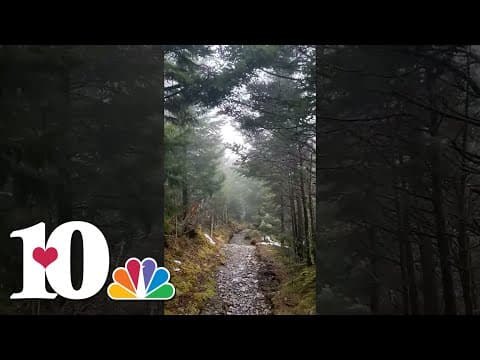Trees dance in the Great Smoky Mountains