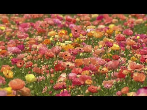 Here's what new attractions are coming to the Carlsbad Flower Fields