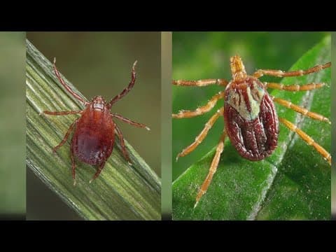 2 new invasive tick species found in Delaware County