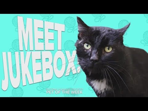 Pet Rescue of the Week: Jukebox