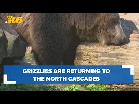 Grizzly bears are officially coming back to North Cascades, agencies announce